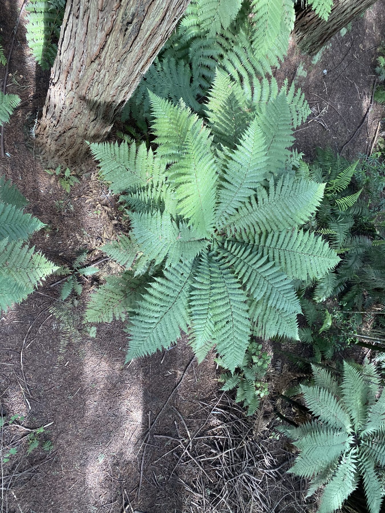 Tree ferns on the forest floor, seen from a Redwoods Treewalk bridge