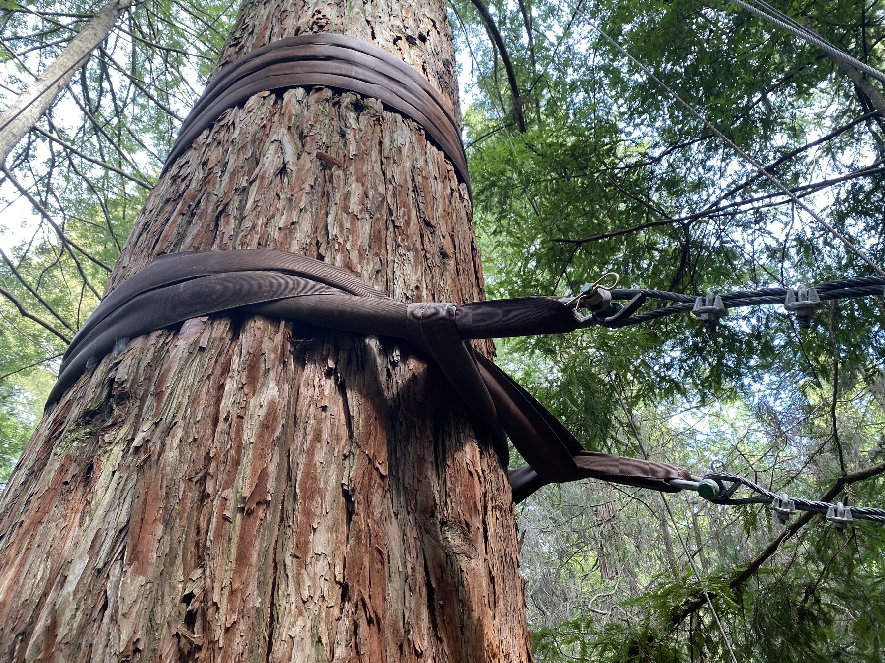 A Treewalk bridge cable strapped around a redwood trunk, looking up into the canopy
