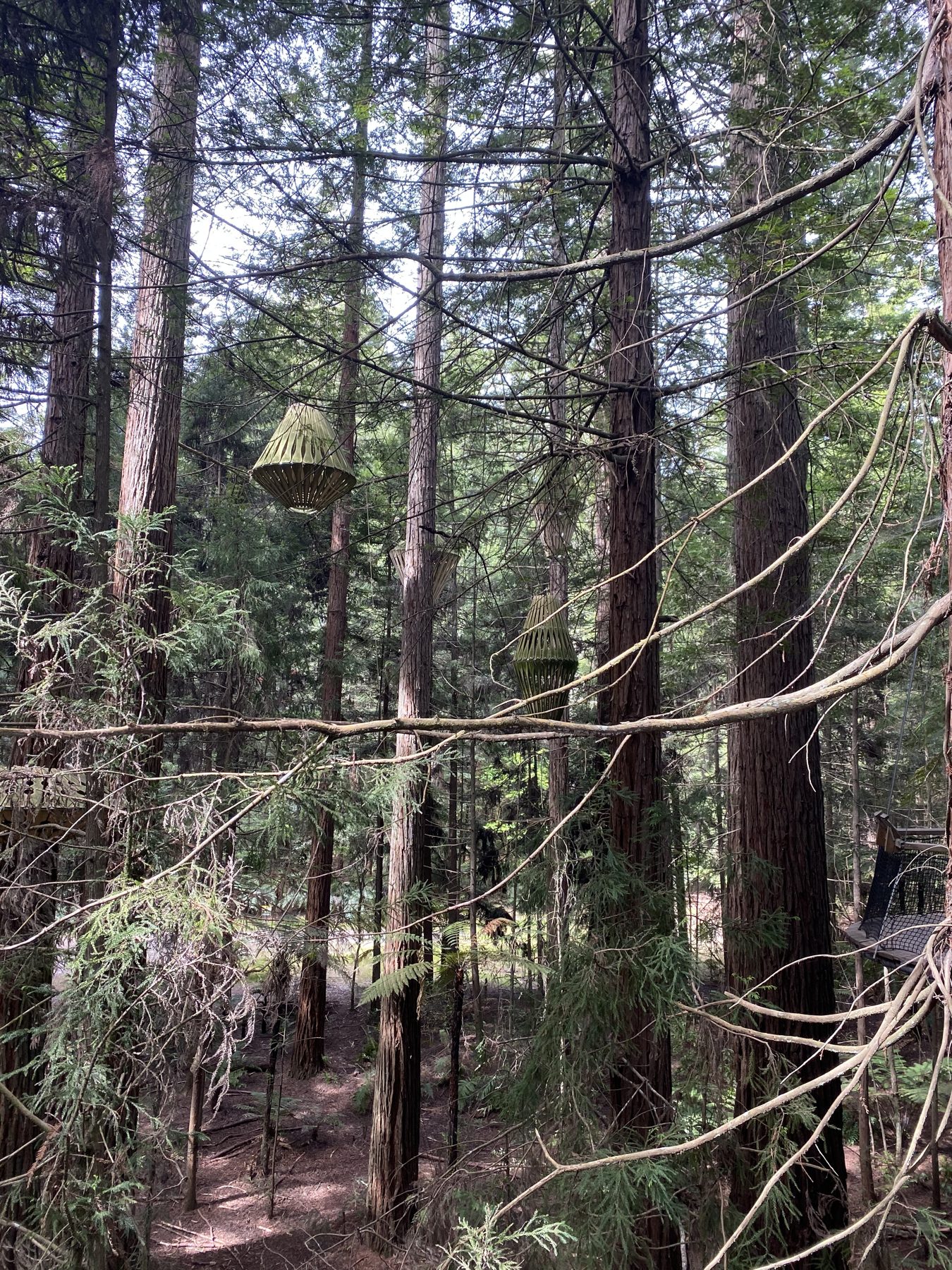 Lanterns hanging between the redwoods along the Redwoods Treewalk in Rotorua, on our 2019 visit
