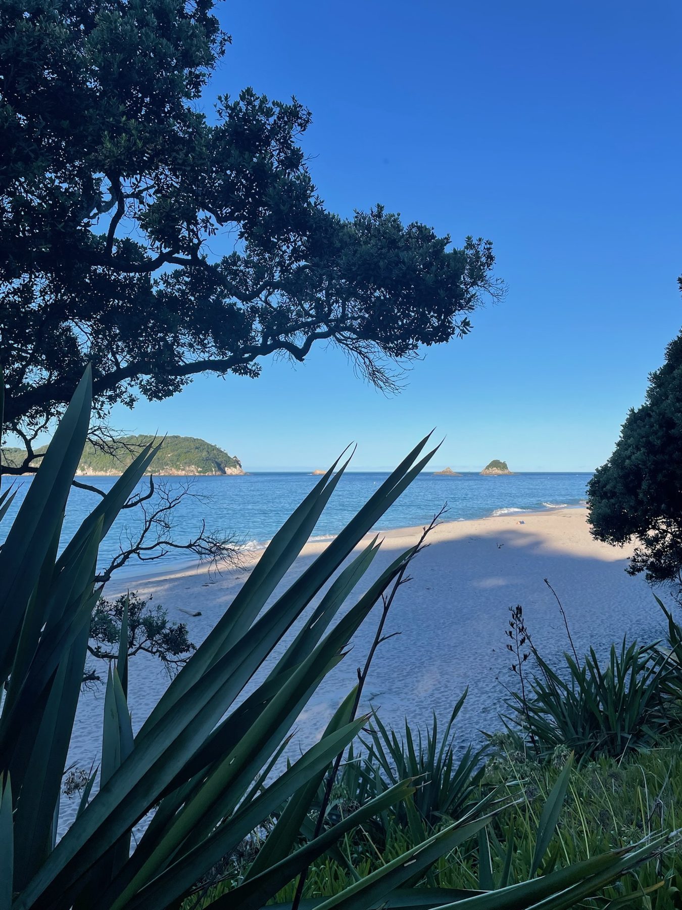Cathedral Cove beach seen through flax and trees