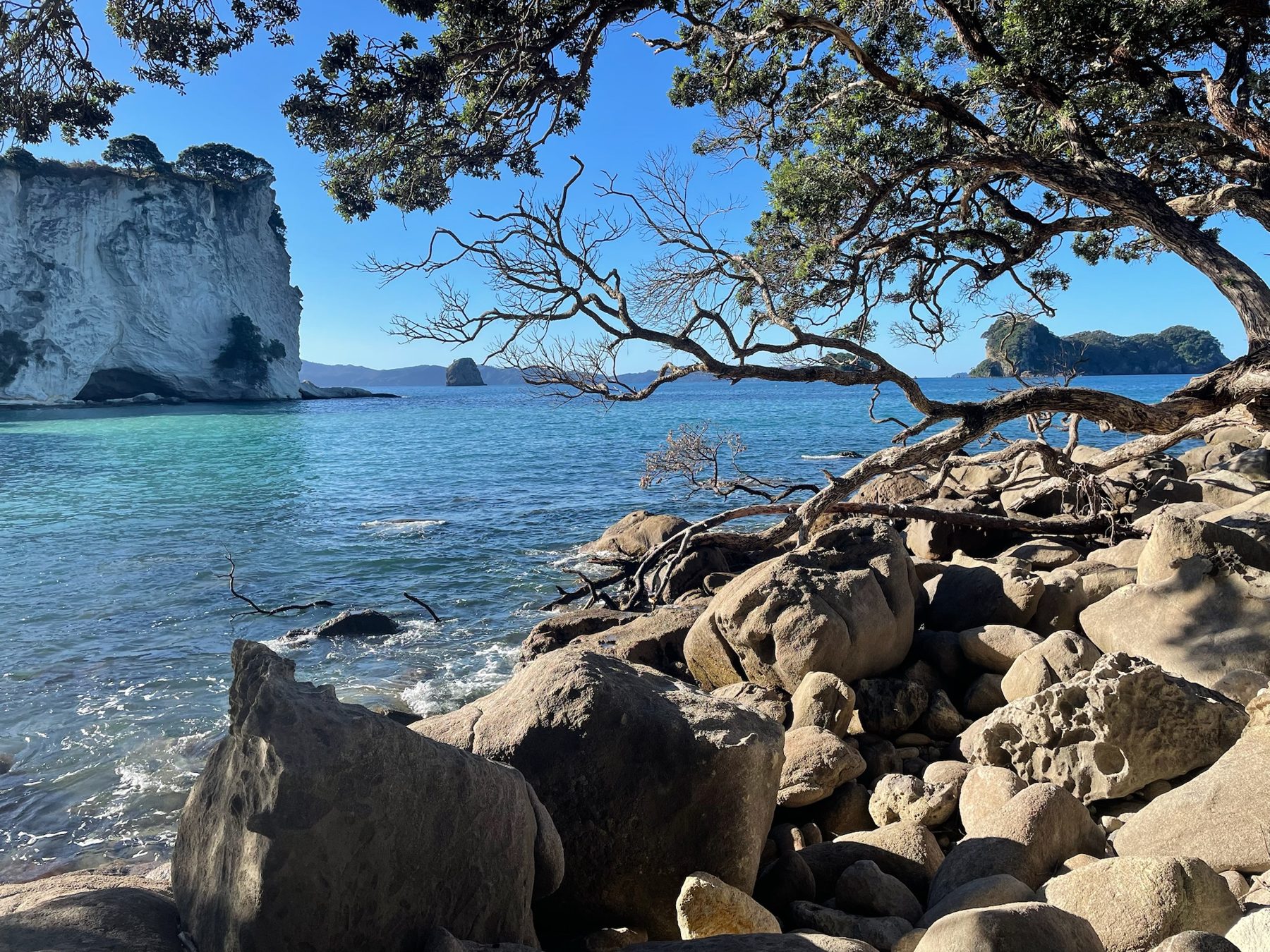 Pohutukawa branches over the rocks and clear water beside Cathedral Cove
