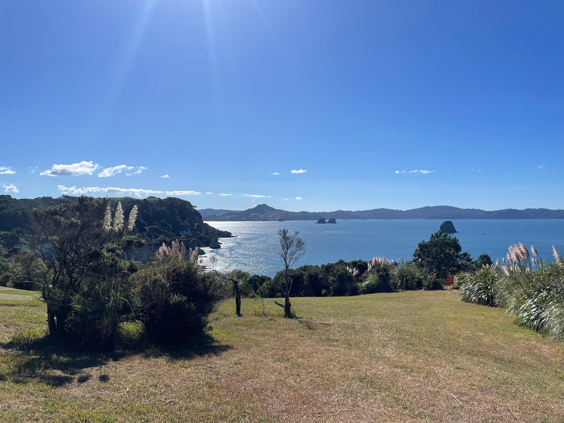 View over the Coromandel coast from the Cathedral Cove track, with pampas grass in the foreground