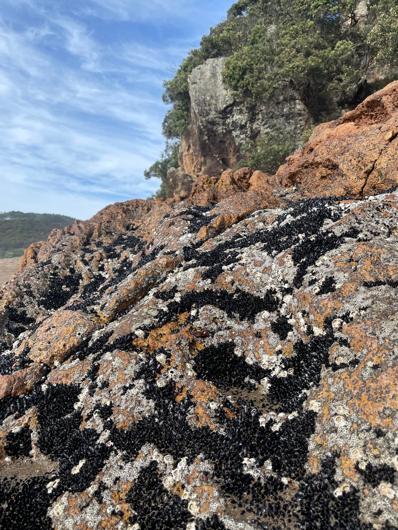 Lichen-covered volcanic rocks at the southern end of Hot Water Beach