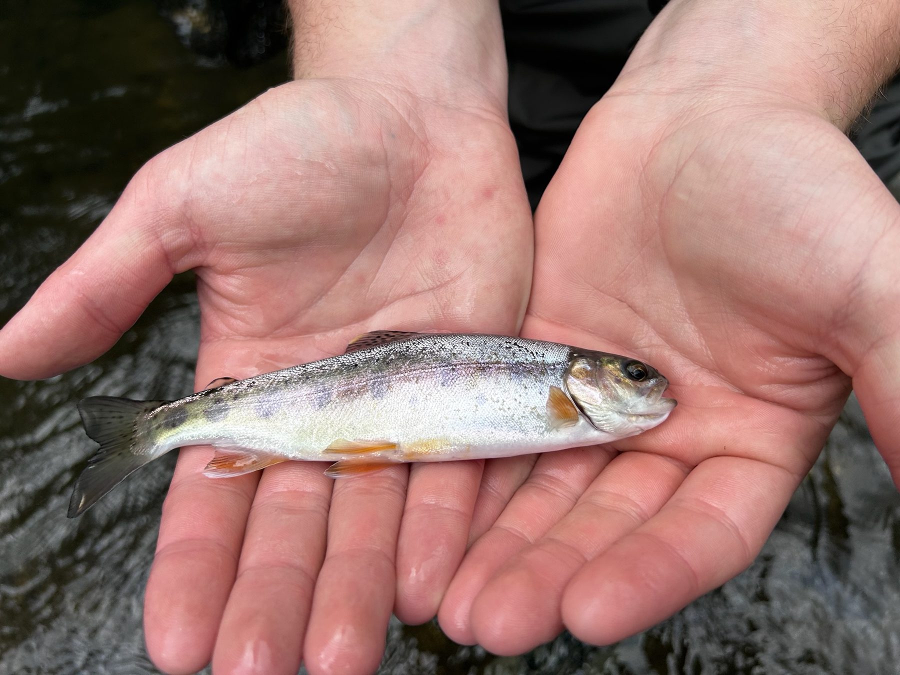 A small trout held in two hands after fly fishing near Taupo