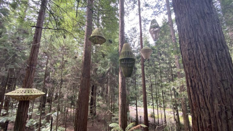 Tall redwood trees in the Redwoods forest, Rotorua, on our 2019 visit