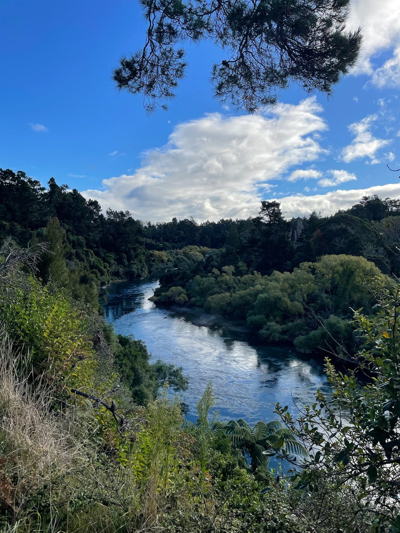 The Waikato River winding through bush on the Spa Park to Huka Falls walk